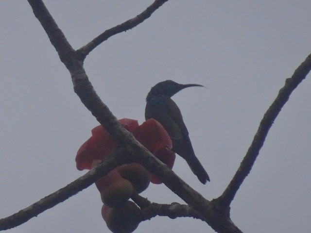 strdimil zelenohlavý - ML208165561