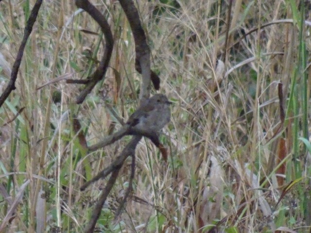 lejsek šedý - ML208166241