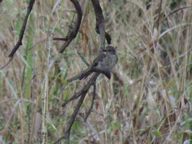 lejsek šedý - ML208166261