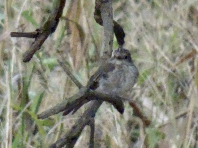 lejsek šedý - ML208166271