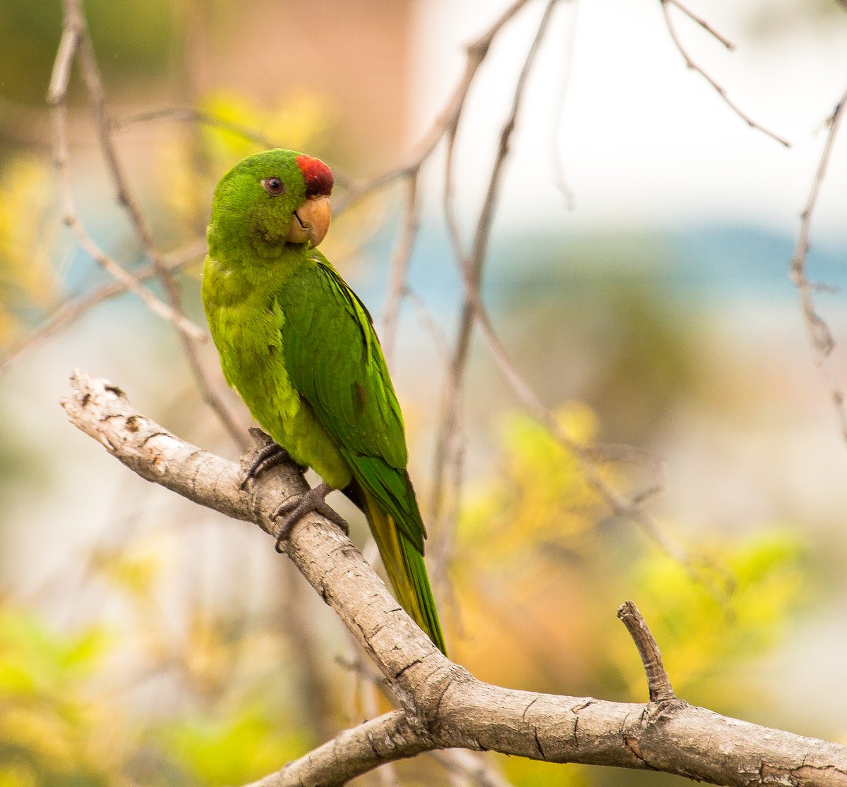 Scarlet-fronted Parakeet - ML208166331