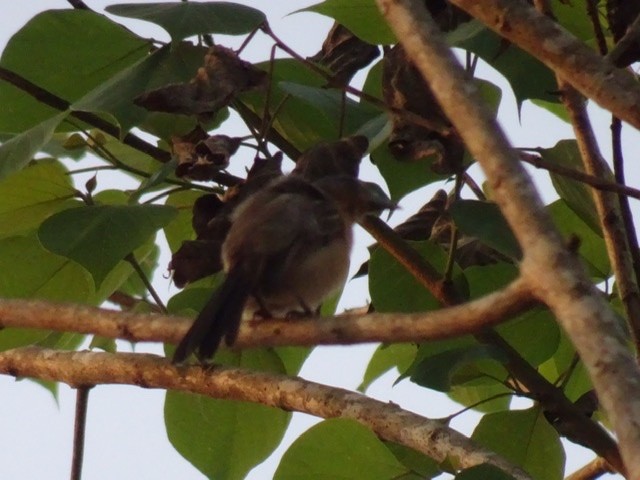 Northern Puffback - ML208166711