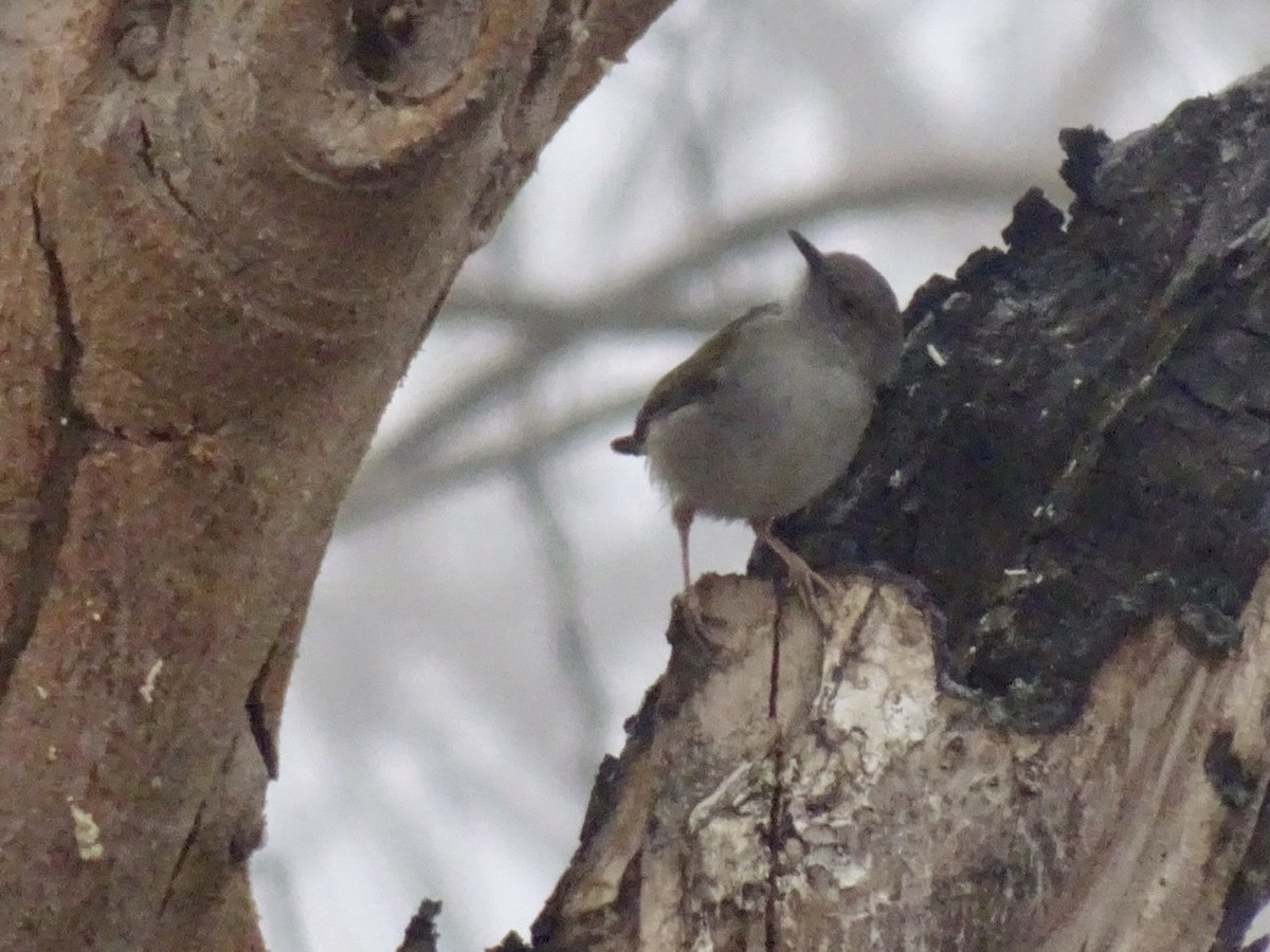 pěnicovec krátkoocasý - ML208166821