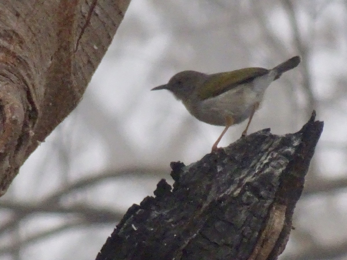 pěnicovec krátkoocasý - ML208166831