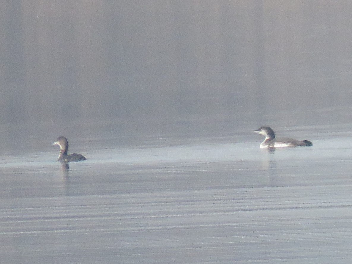 Common Loon - David Ardanuy Rodríguez