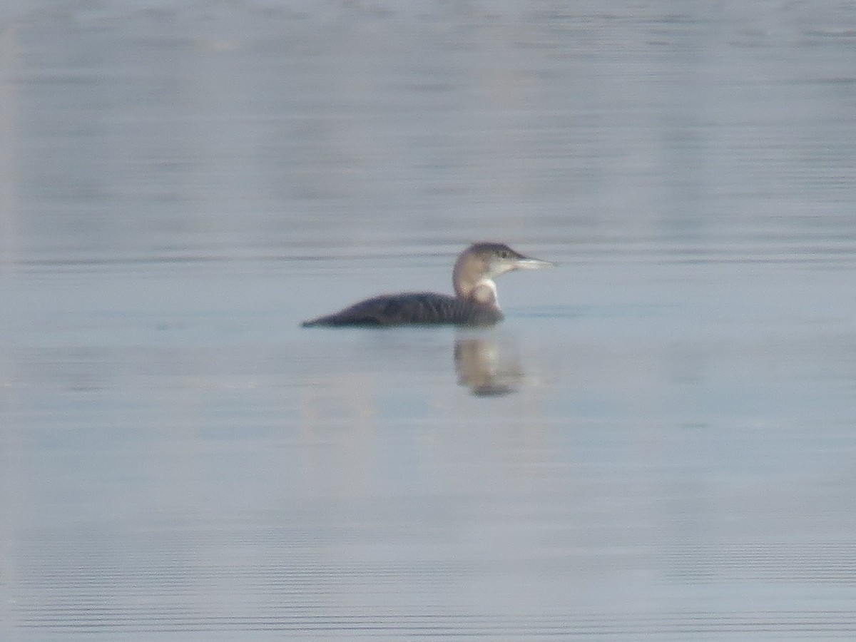 Plongeon huard - ML208168601