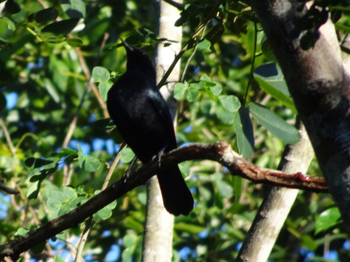 Pájaro Gato Negro - ML208169801