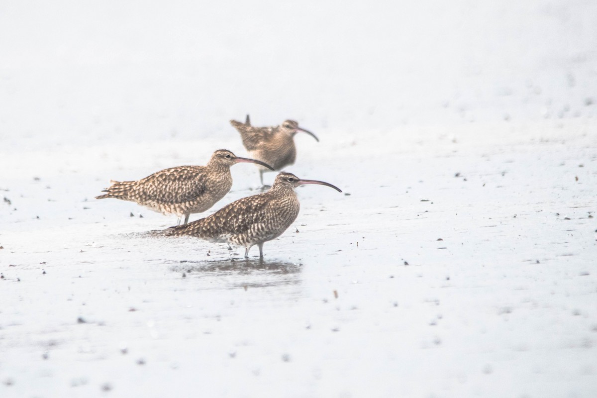 Whimbrel - ML208169961