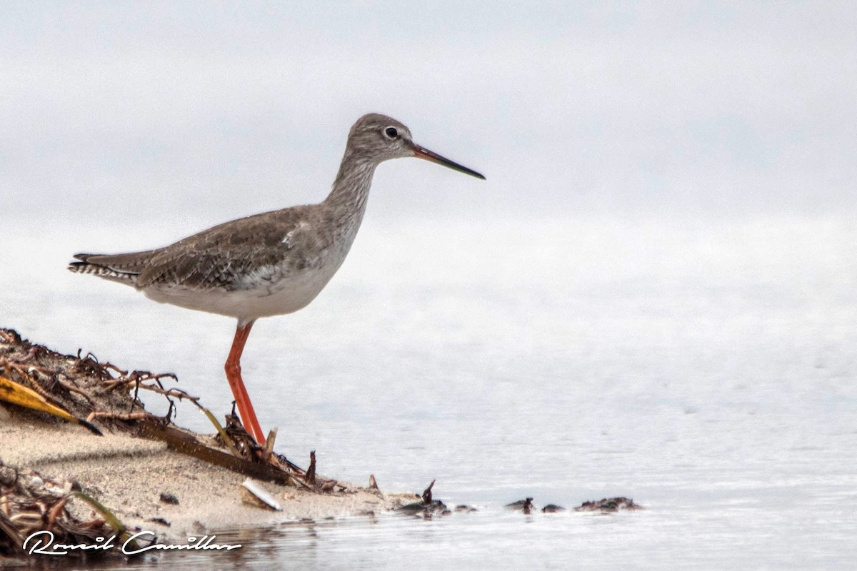 Common Redshank - ML208170091