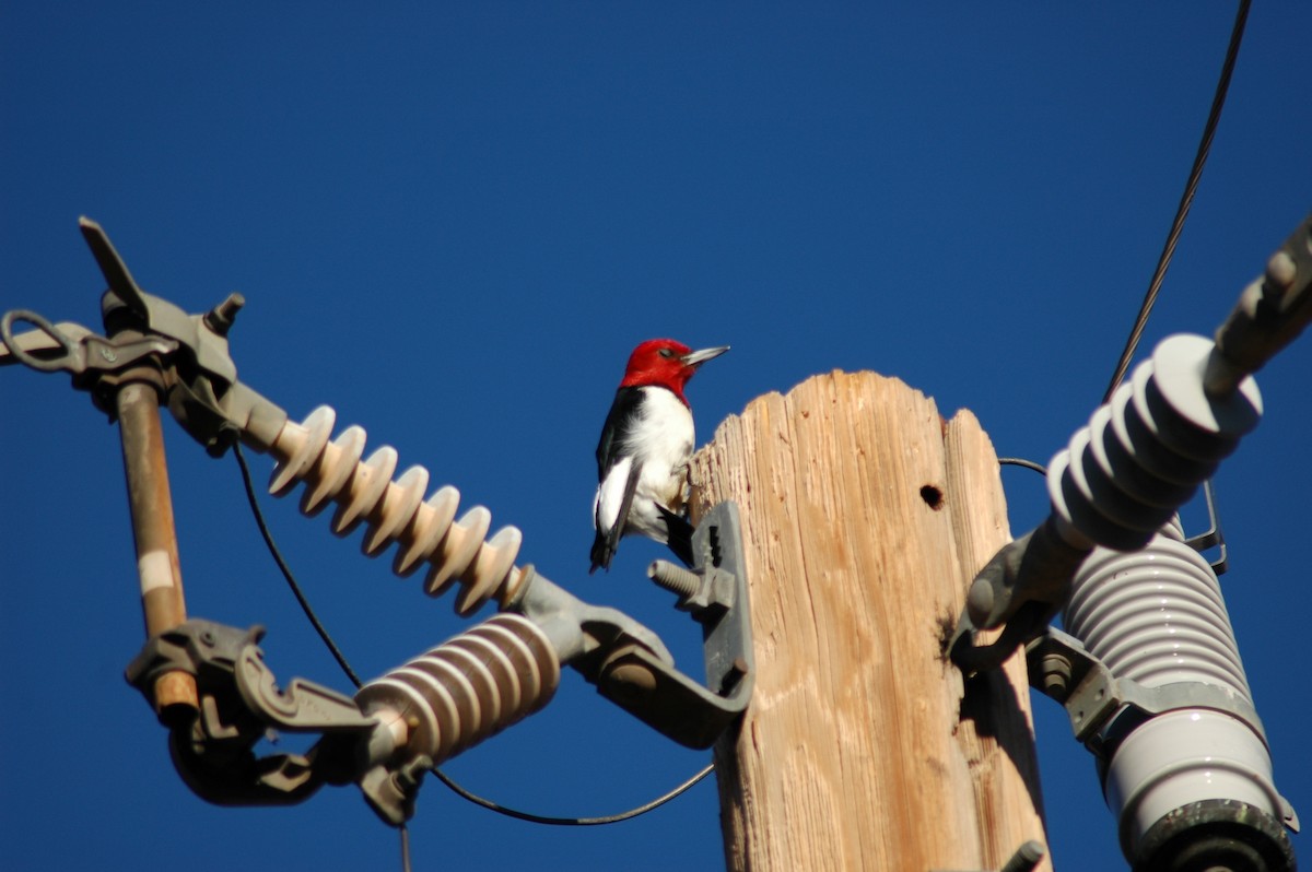 Red-headed Woodpecker - David Wheeler