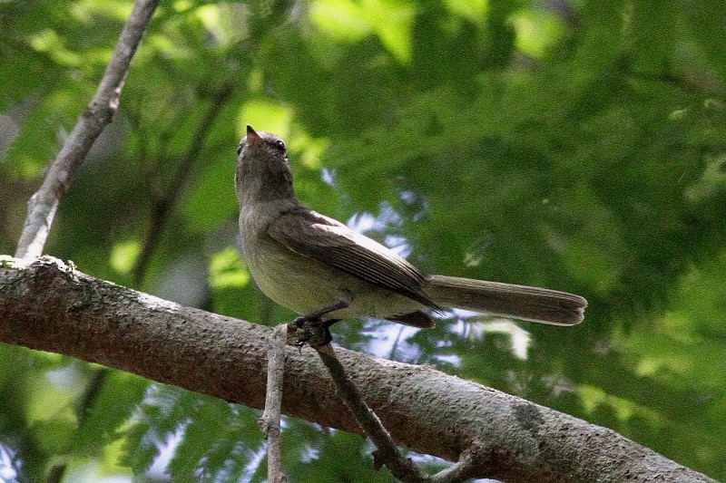 Greenish Elaenia - Dermot Breen