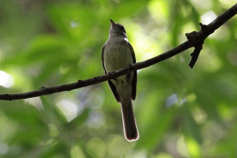 Greenish Elaenia - Dermot Breen