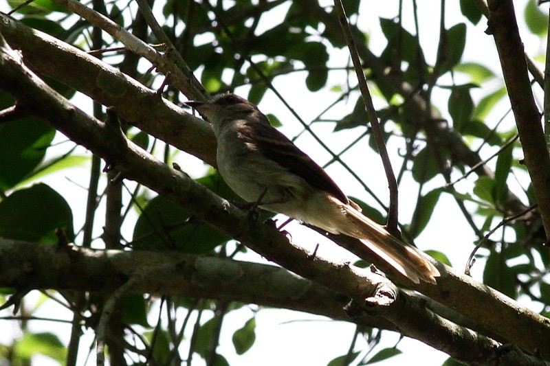 Fuscous Flycatcher - Dermot Breen