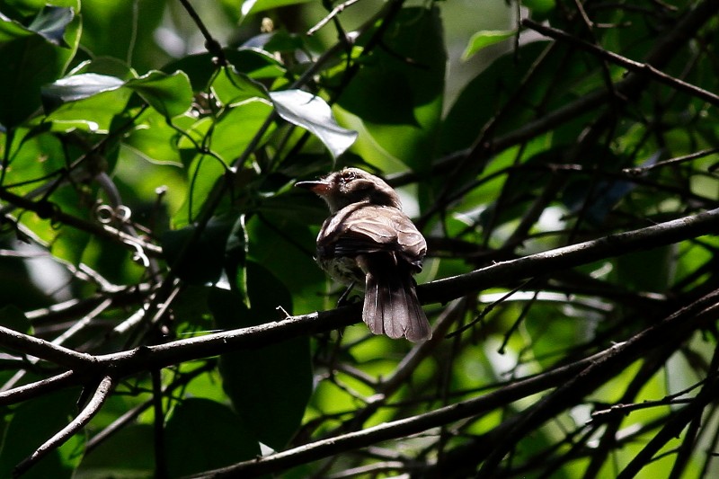 Fuscous Flycatcher - Dermot Breen