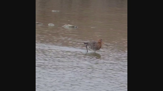 Black-tailed Godwit - ML208171891