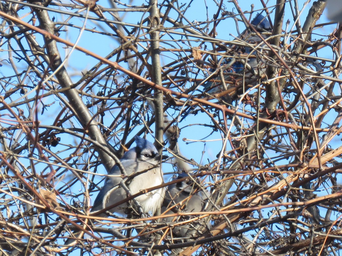 Blue Jay - ML208171911