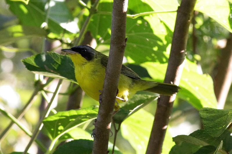 Southern Yellowthroat - ML208172381