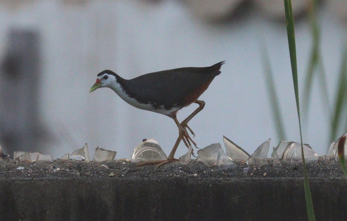 White-breasted Waterhen - ML208172431