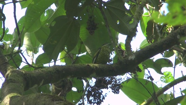 Scaled Fruiteater - ML208172711