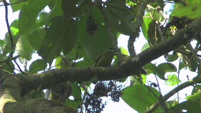 Scaled Fruiteater - ML208172911