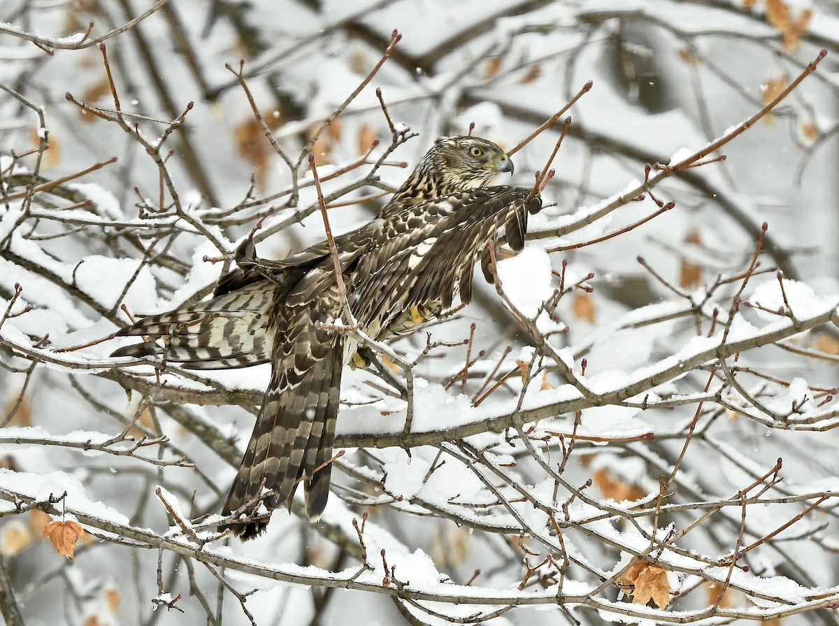 American Goshawk - R. Stineman
