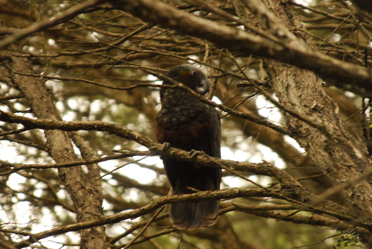 New Zealand Kaka - ML20817451