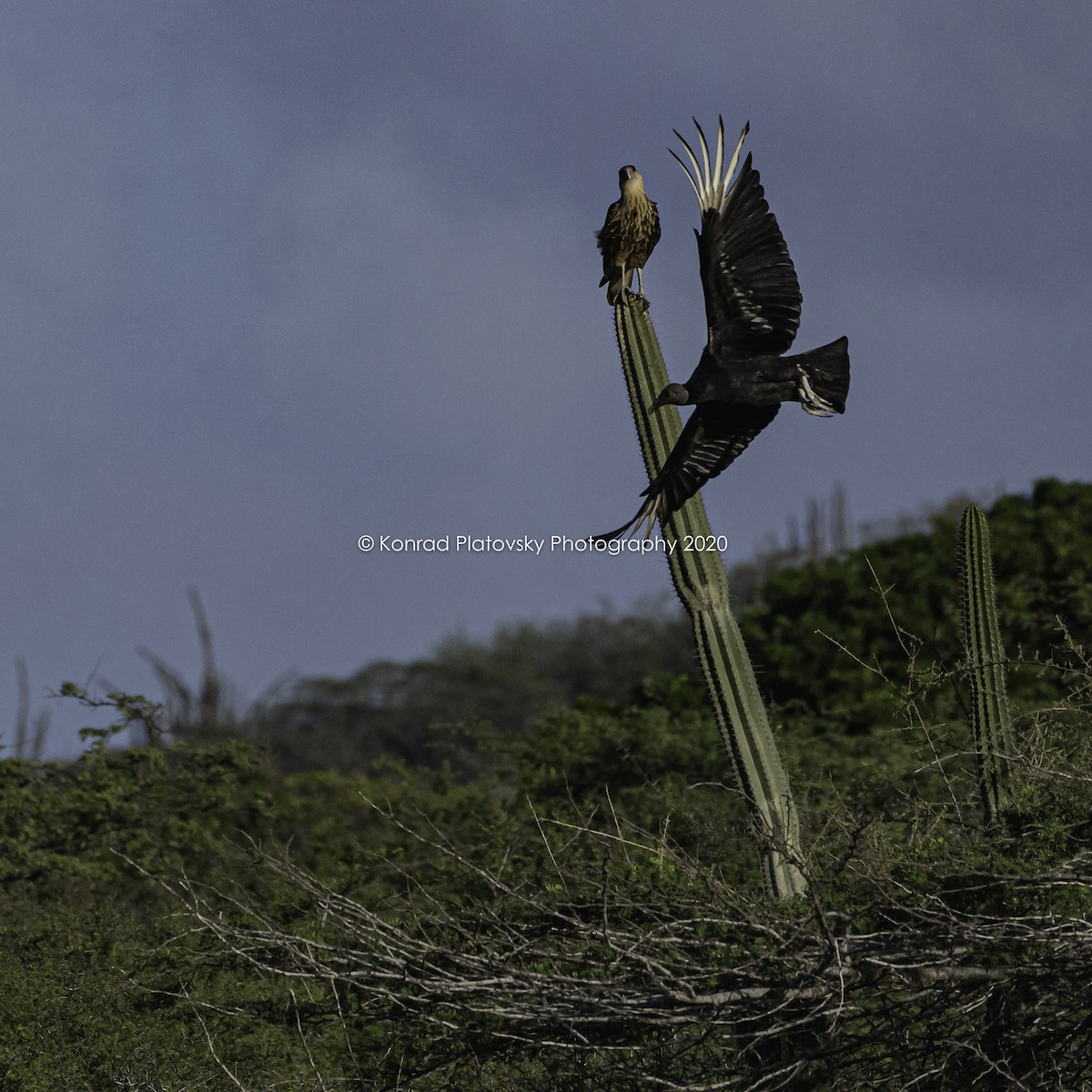 Black Vulture - Konrad Platovsky