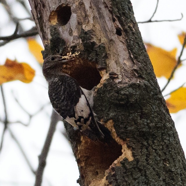 Red-headed Woodpecker - ML20817541