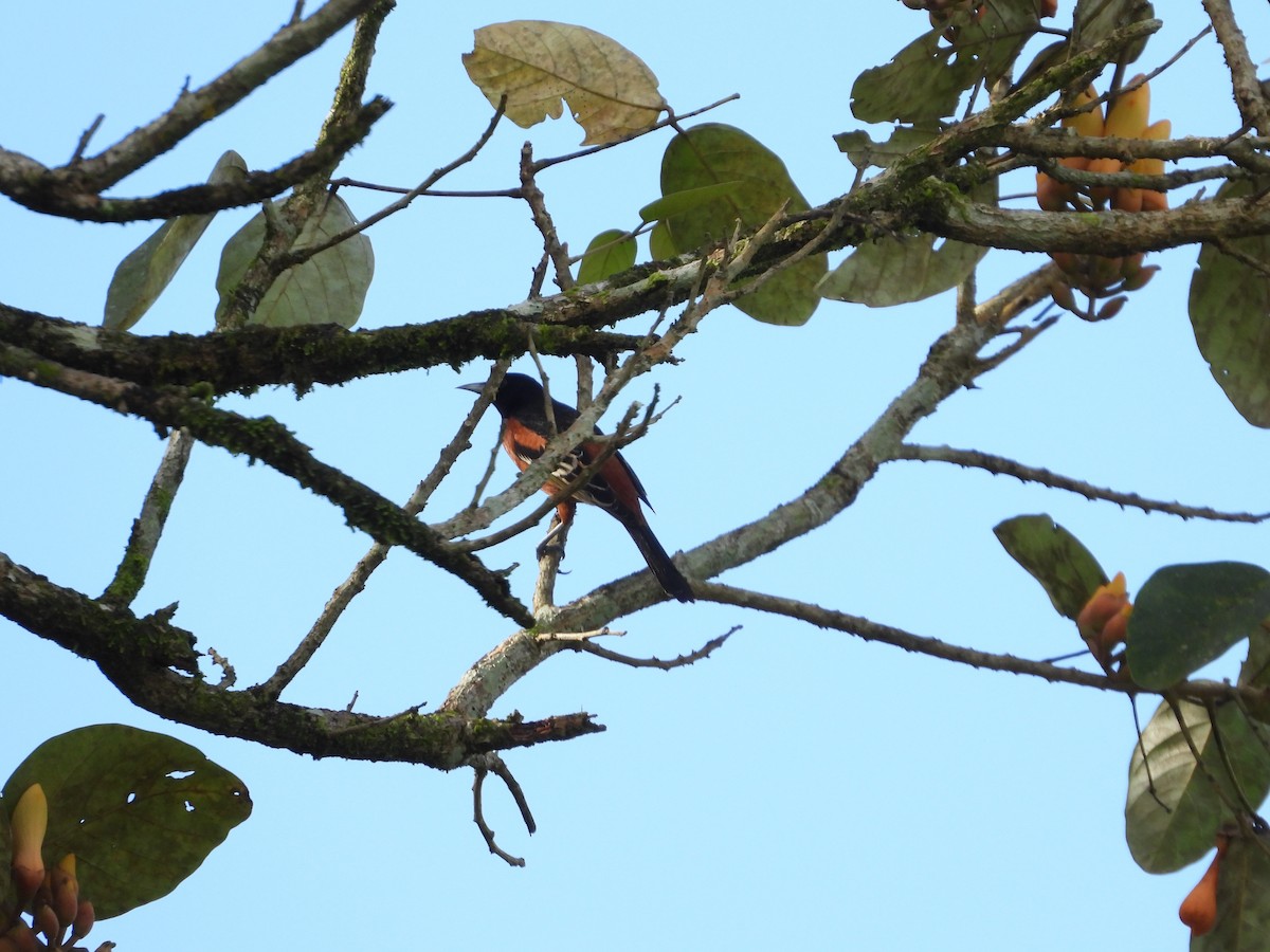 Orchard Oriole - Von Welch