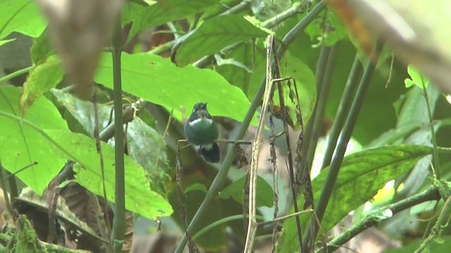 White-throated Daggerbill - ML208179541