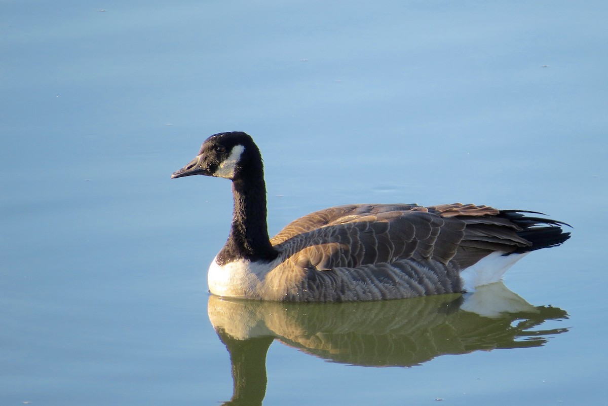 Canada Goose - Adam Dudley