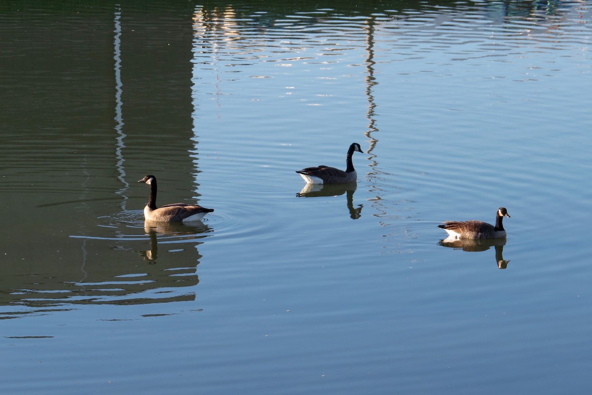 Canada Goose - Adam Dudley