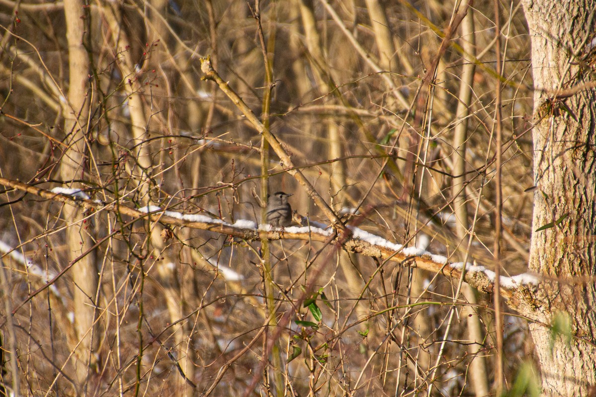 Gray Catbird - ML208181371