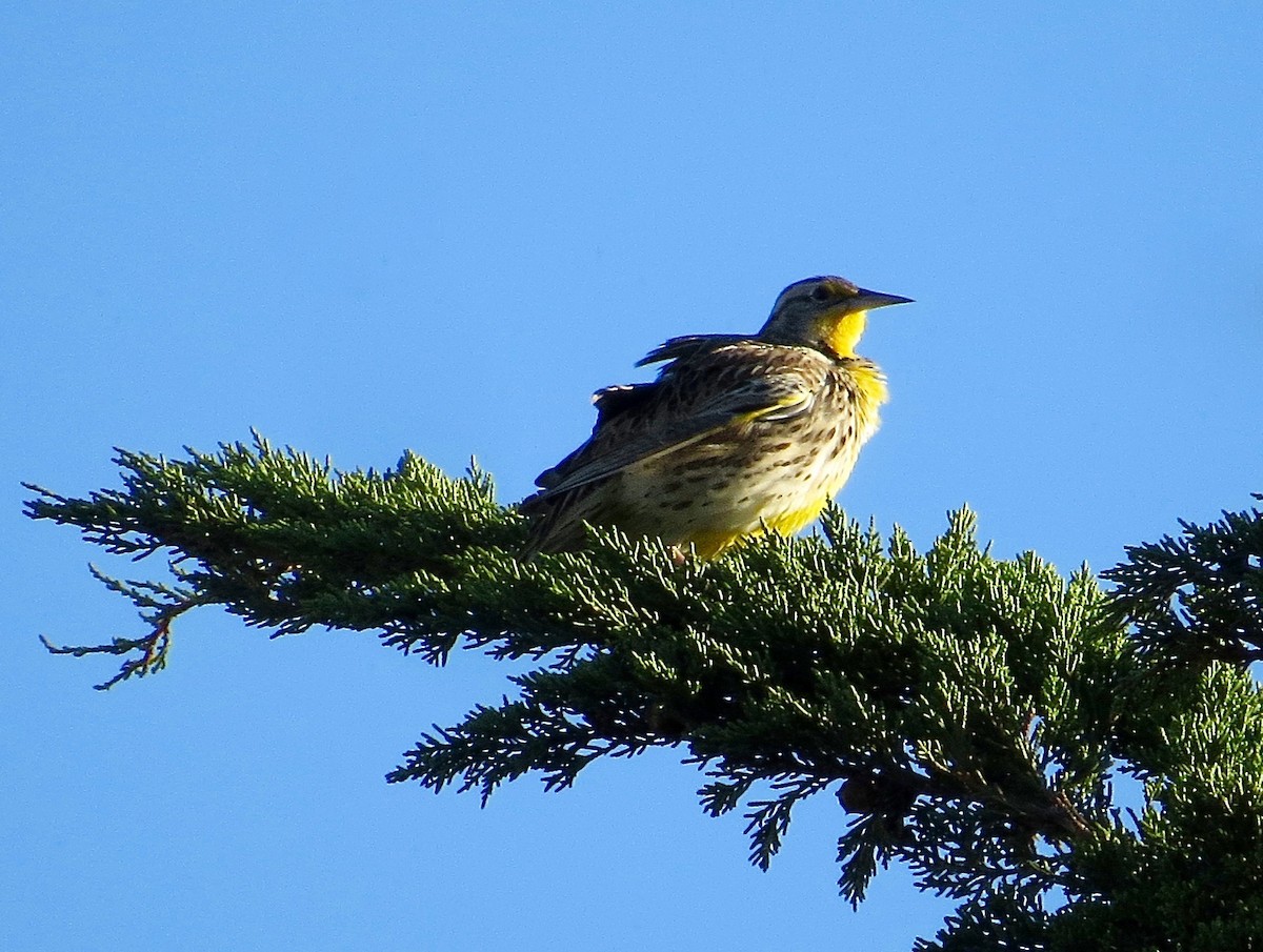 Western Meadowlark - Adam Dudley