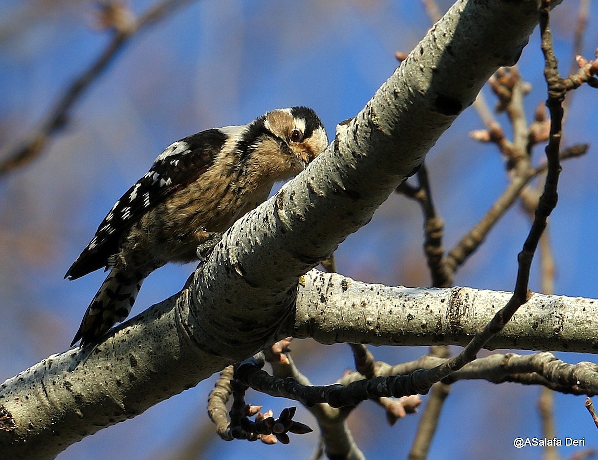 Lesser Spotted Woodpecker - Fanis Theofanopoulos (ASalafa Deri)
