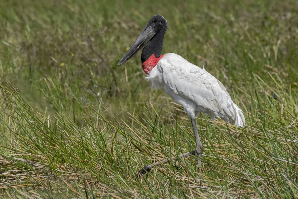 Jabiru - ML208182561