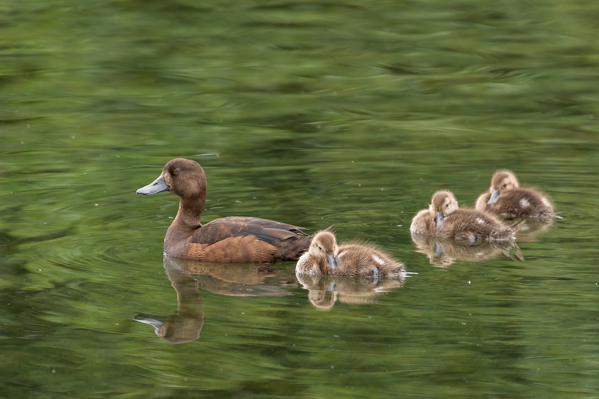 New Zealand Scaup - Louis Bevier