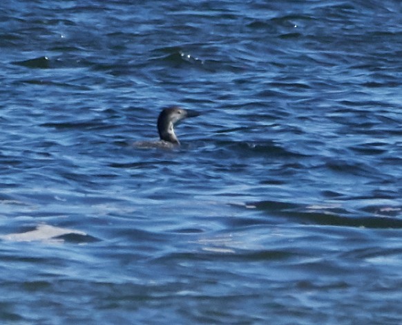 Common Loon - ML208185001