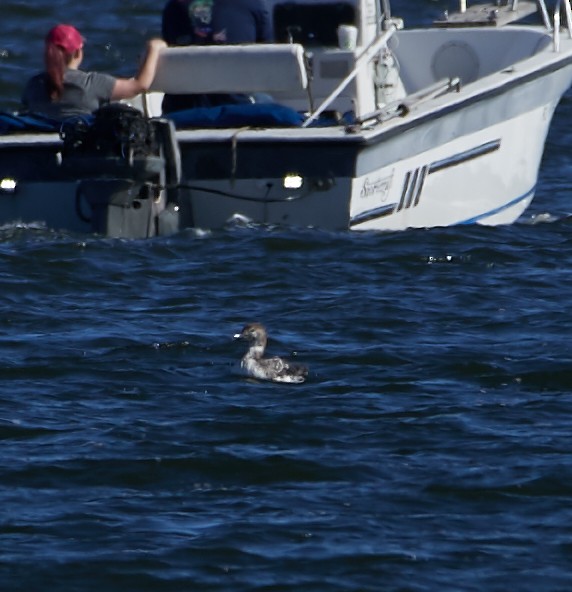 Common Loon - ML208185021