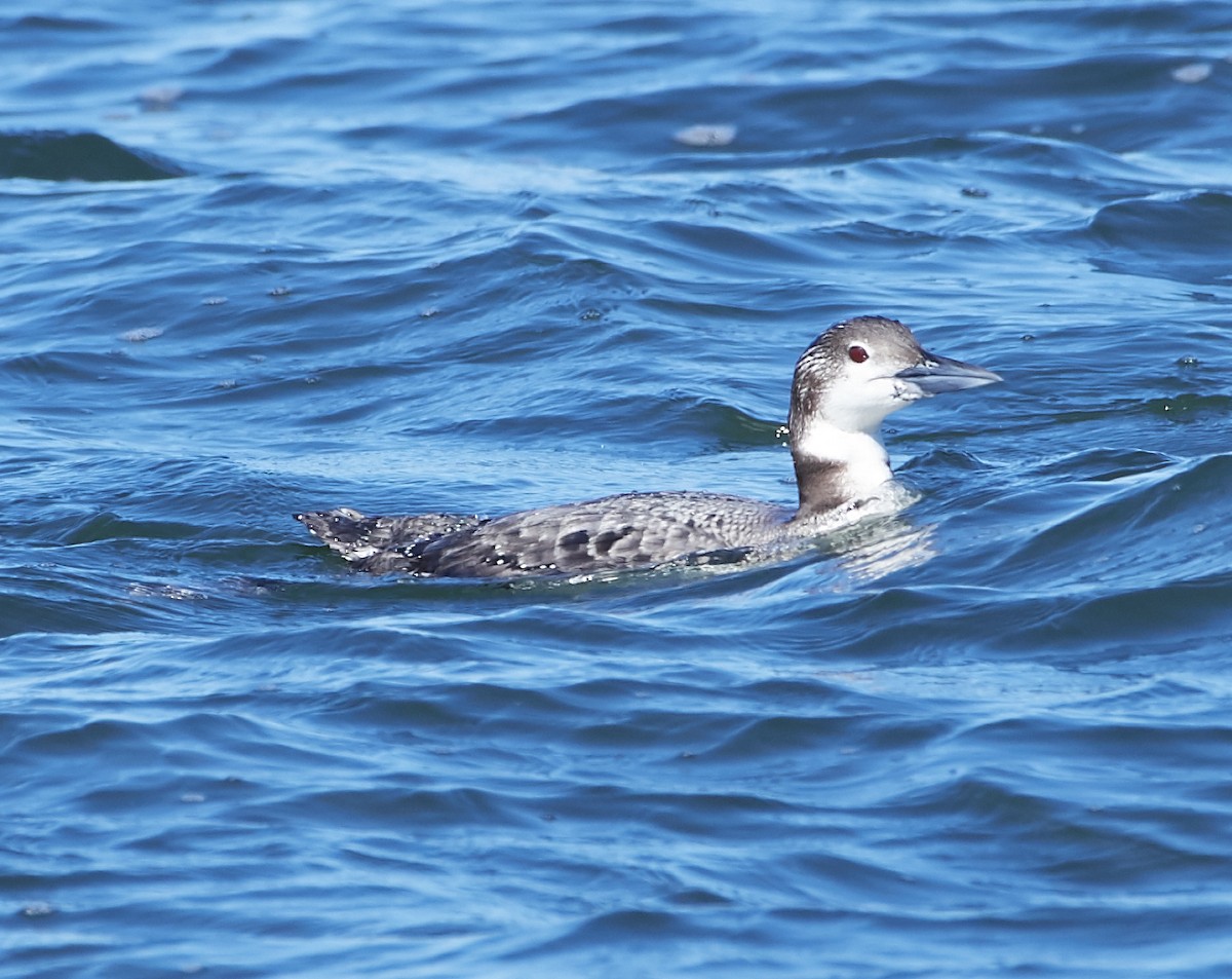 Common Loon - ML208185031