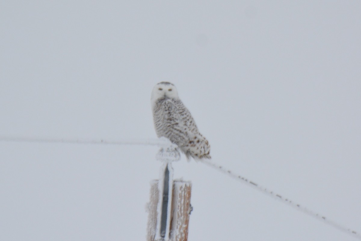 Snowy Owl - ML208186561