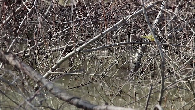 MacGillivray's Warbler - ML208189171