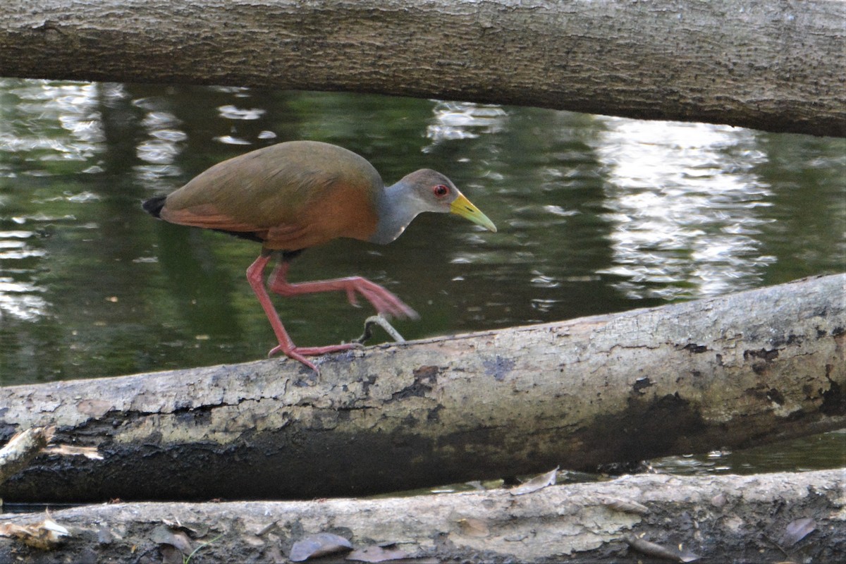 Gray-cowled Wood-Rail - ML208189391