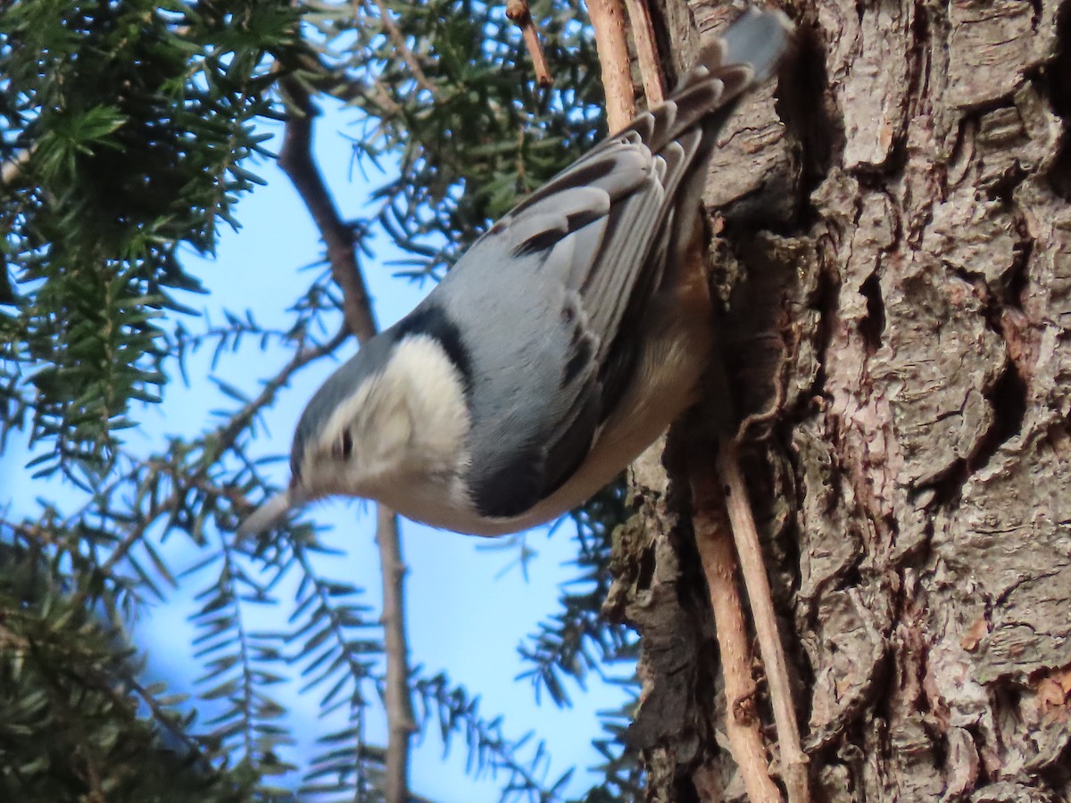 White-breasted Nuthatch - Jannie Shapiro