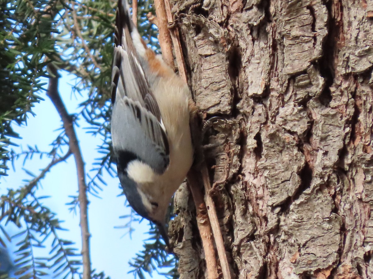 White-breasted Nuthatch - Jannie Shapiro