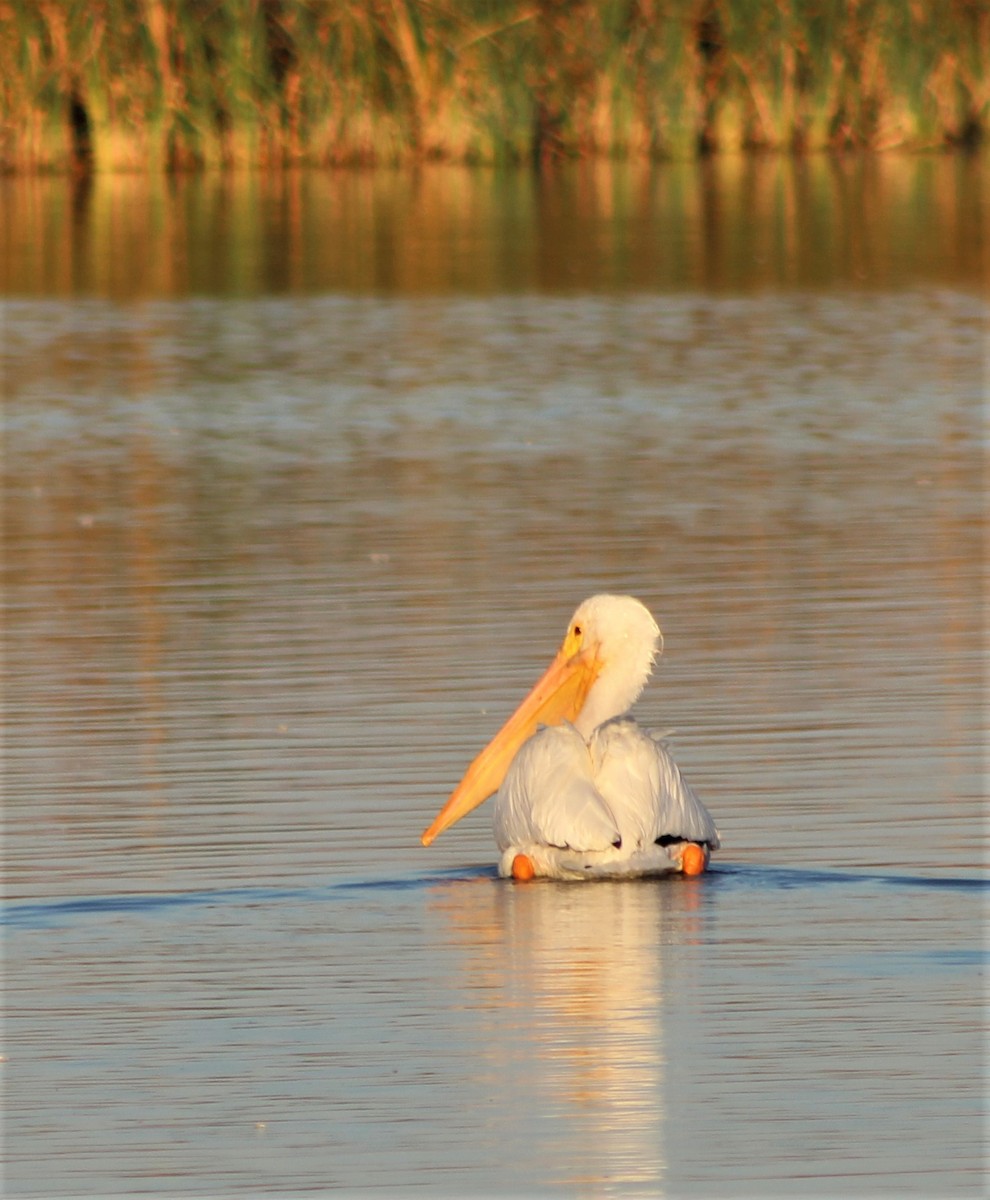 American White Pelican - Richard Breisch