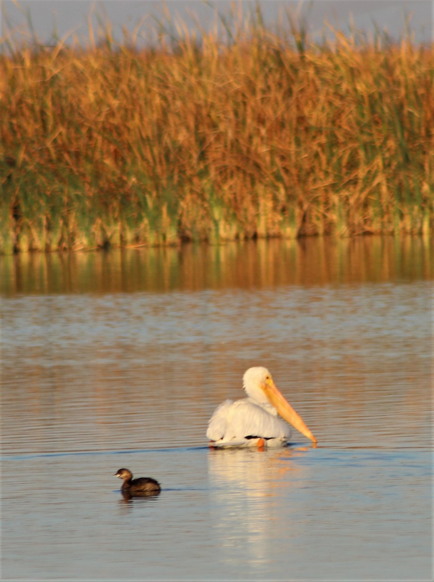 American White Pelican - ML208193561