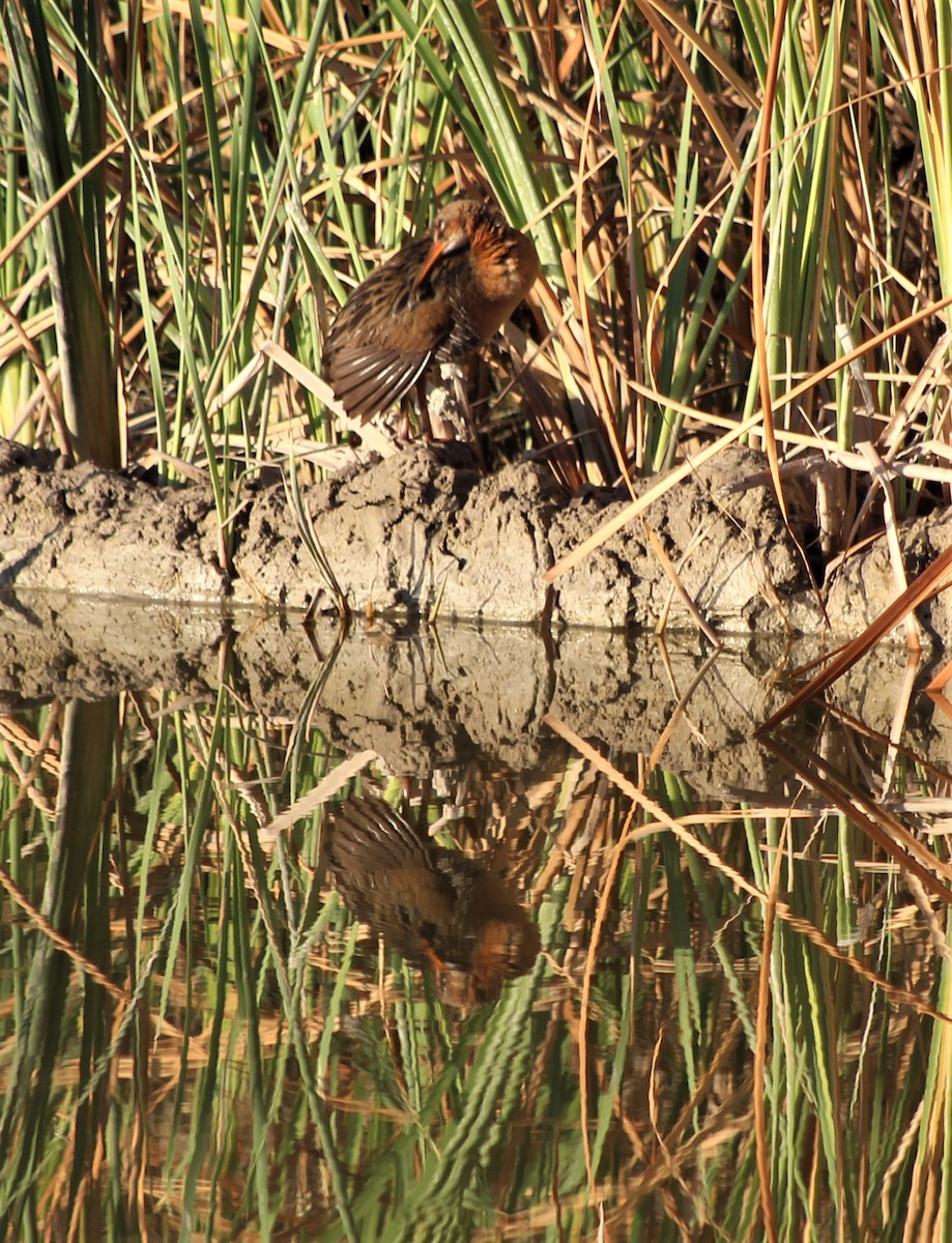 Ridgway's Rail - ML208193991