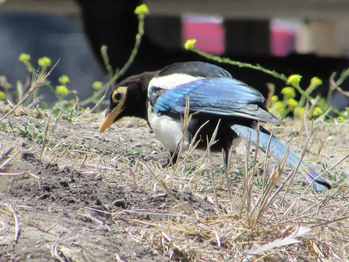 Yellow-billed Magpie - ML208194021