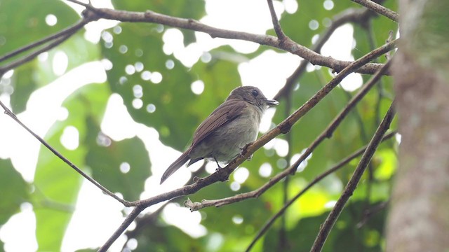 Banggai Jungle Flycatcher - ML208195061